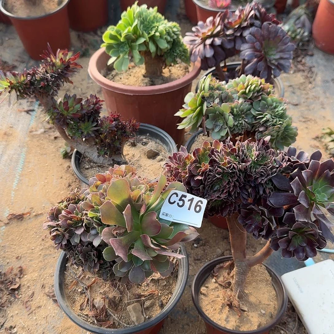 516玫瑰欧紫绿缀万缀黑法师铜壶微瑕共6颗