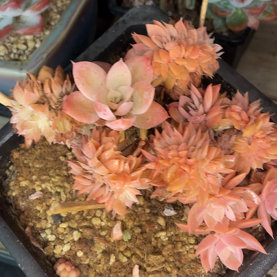 丝绸缀一物一拍28包邮非偏远