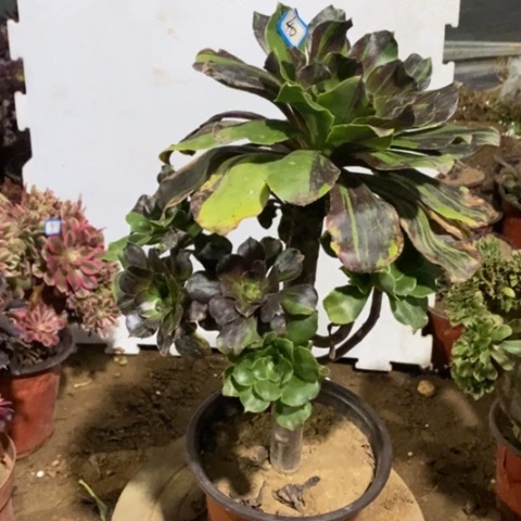 巫毒水墨丹青一物一拍