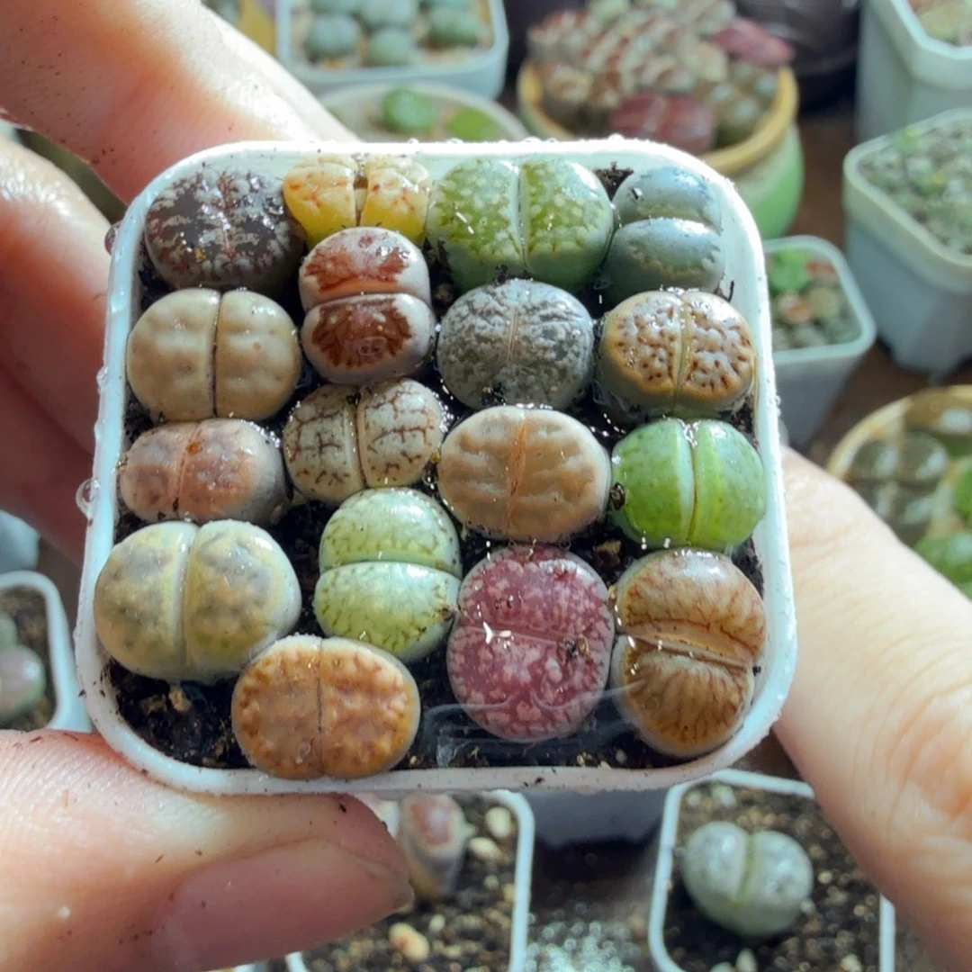 这***啦多肉葡萄的味道真的很259