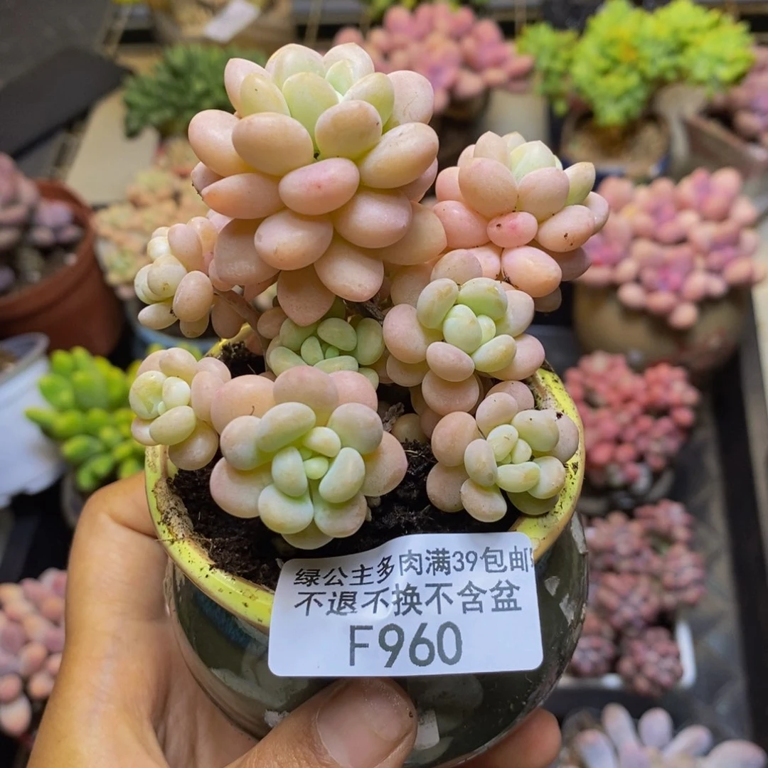 960洛可可多肉7c m