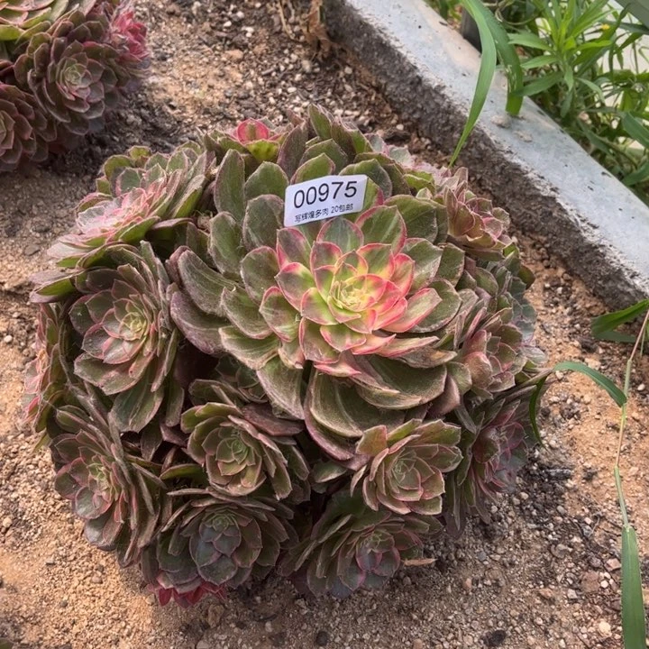 00975万花筒多肉植物
