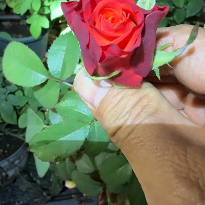 无花朵Cc根接小苗