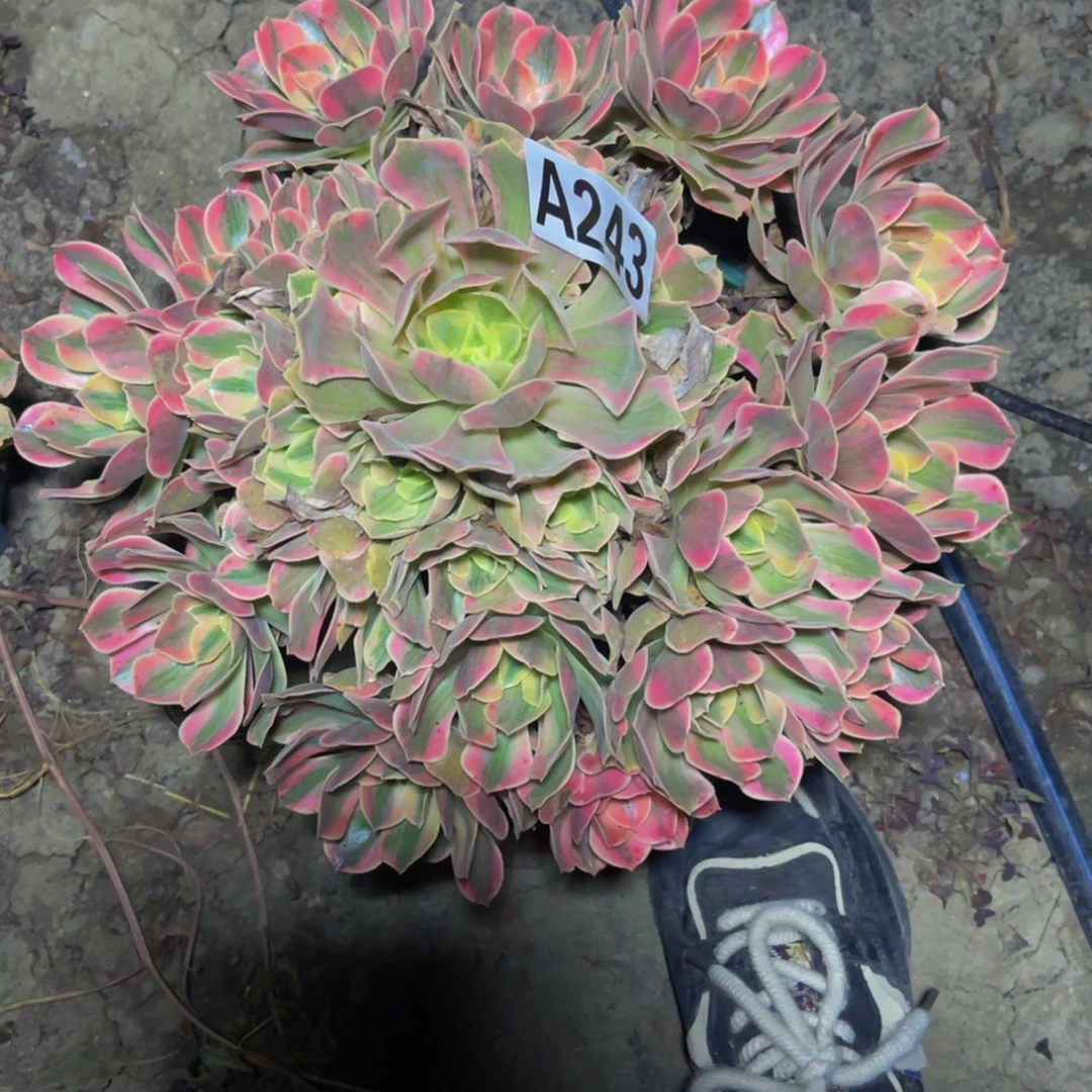 女妖法师14////45包邮