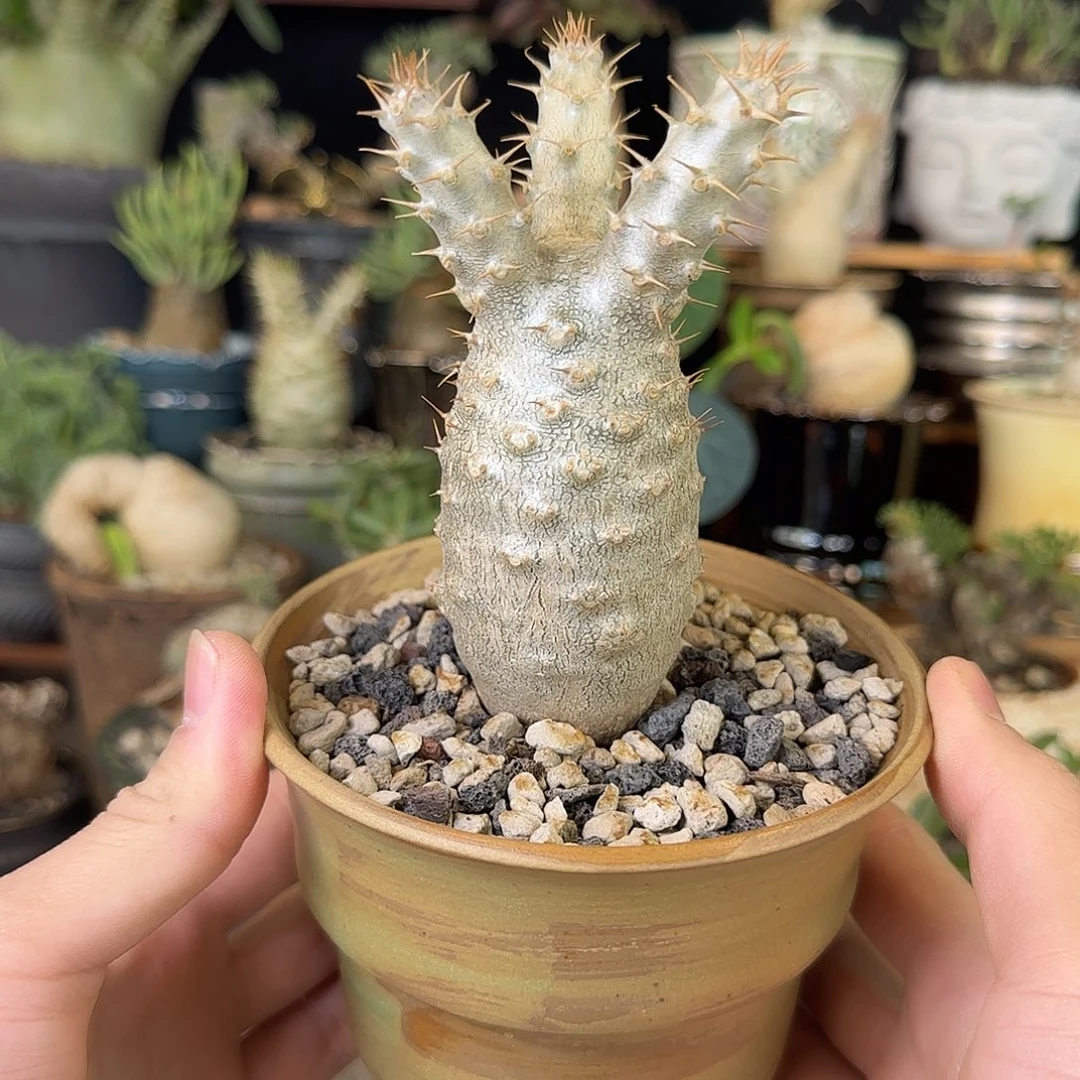 一物一拍象牙宫01