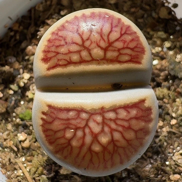 生石花1111121。    125