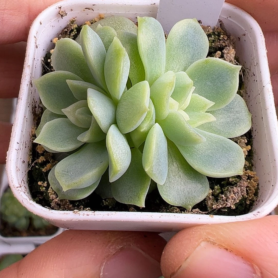 蕾丝麦秆     玉米。优选。