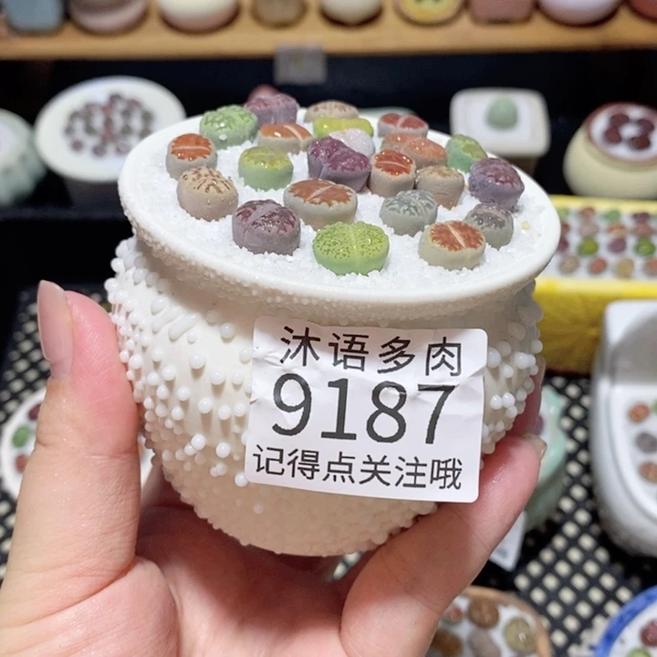 带盆土植物 一物一拍9187