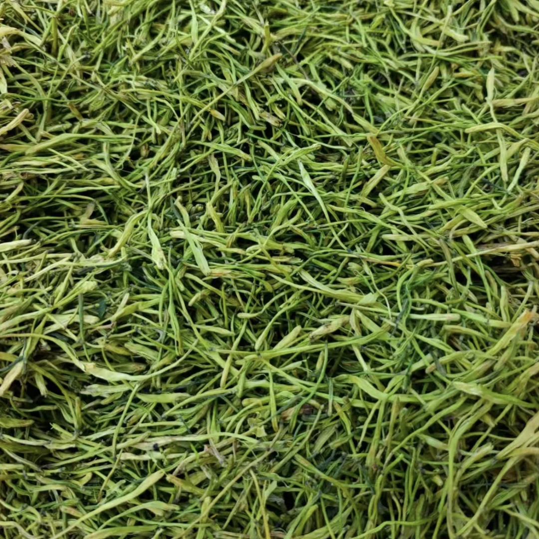 金银花未开花金银花