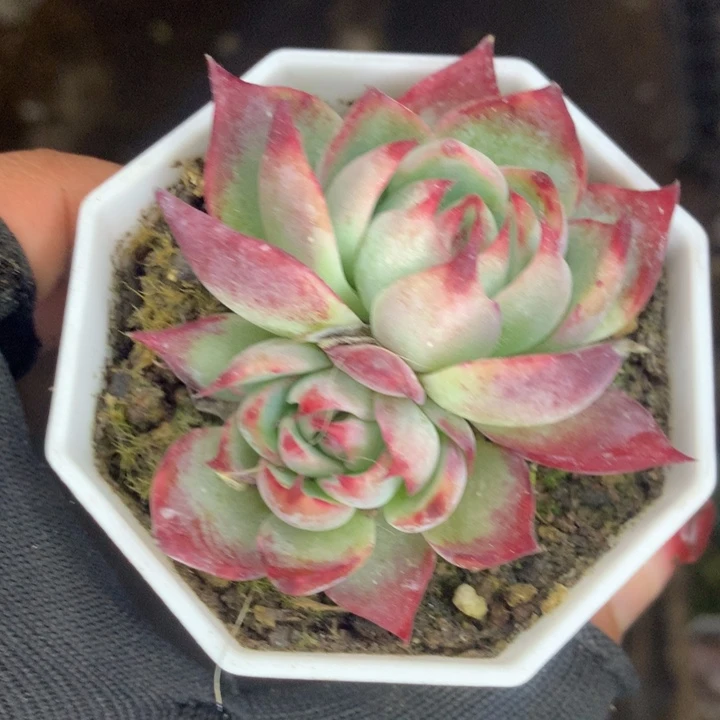 惊鸿双  （满9.99包邮不满9.99发空盆）