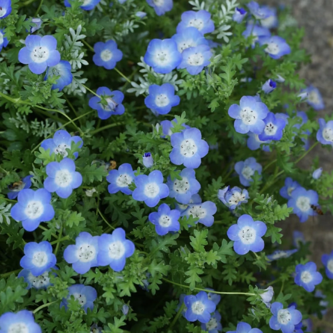 可爱蓝精灵 喜林草盆栽带花发 婴儿蓝眼 庭院阳台 地被点缀花卉