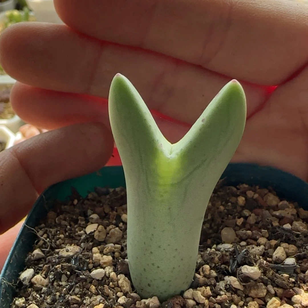 【闪购商品】1149皮卡丘福利当天28包邮非偏远