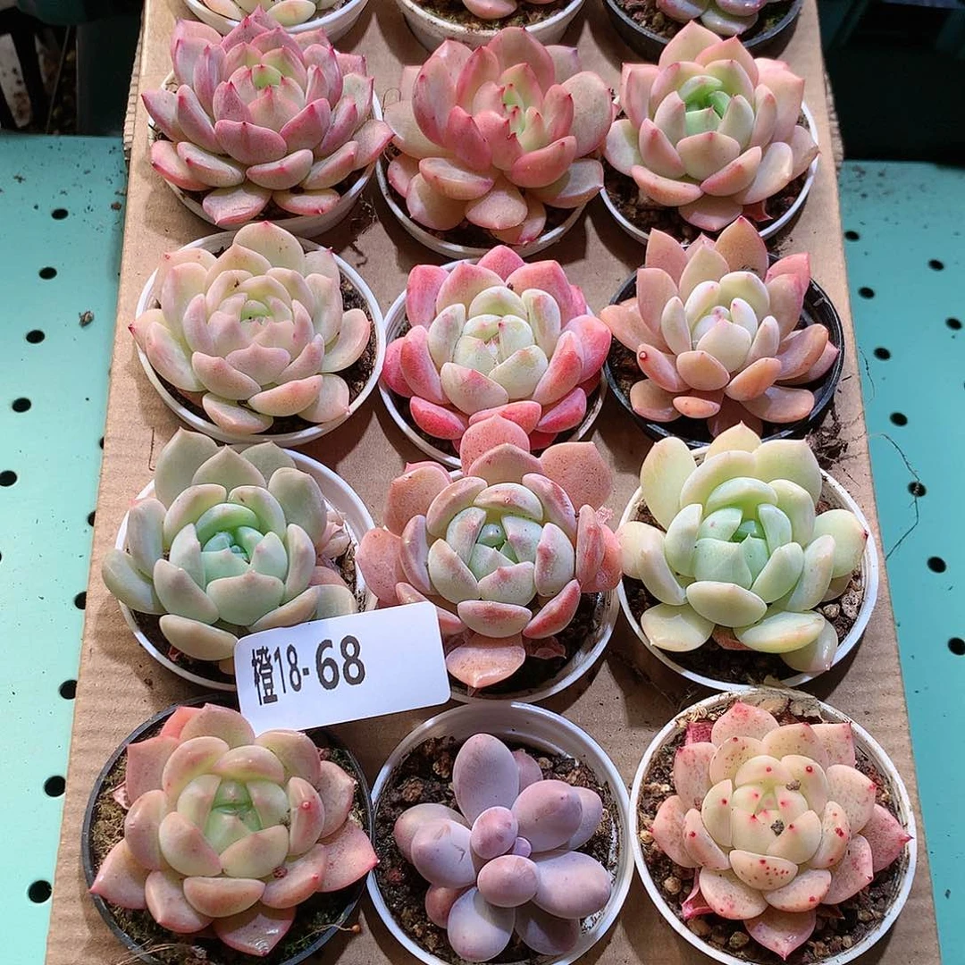 18-68一物一拍带盆18颗。