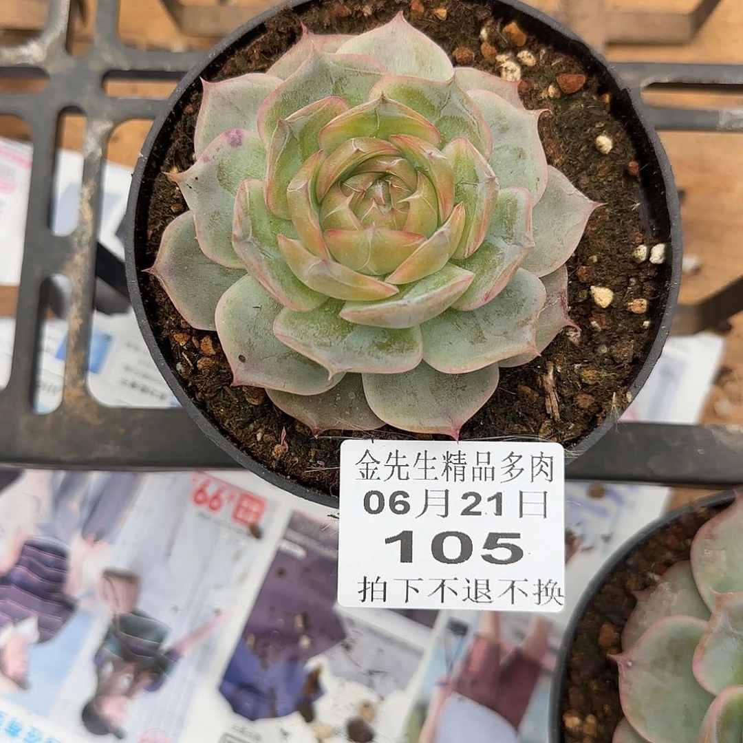 是****?0621-195琉璃盏单头