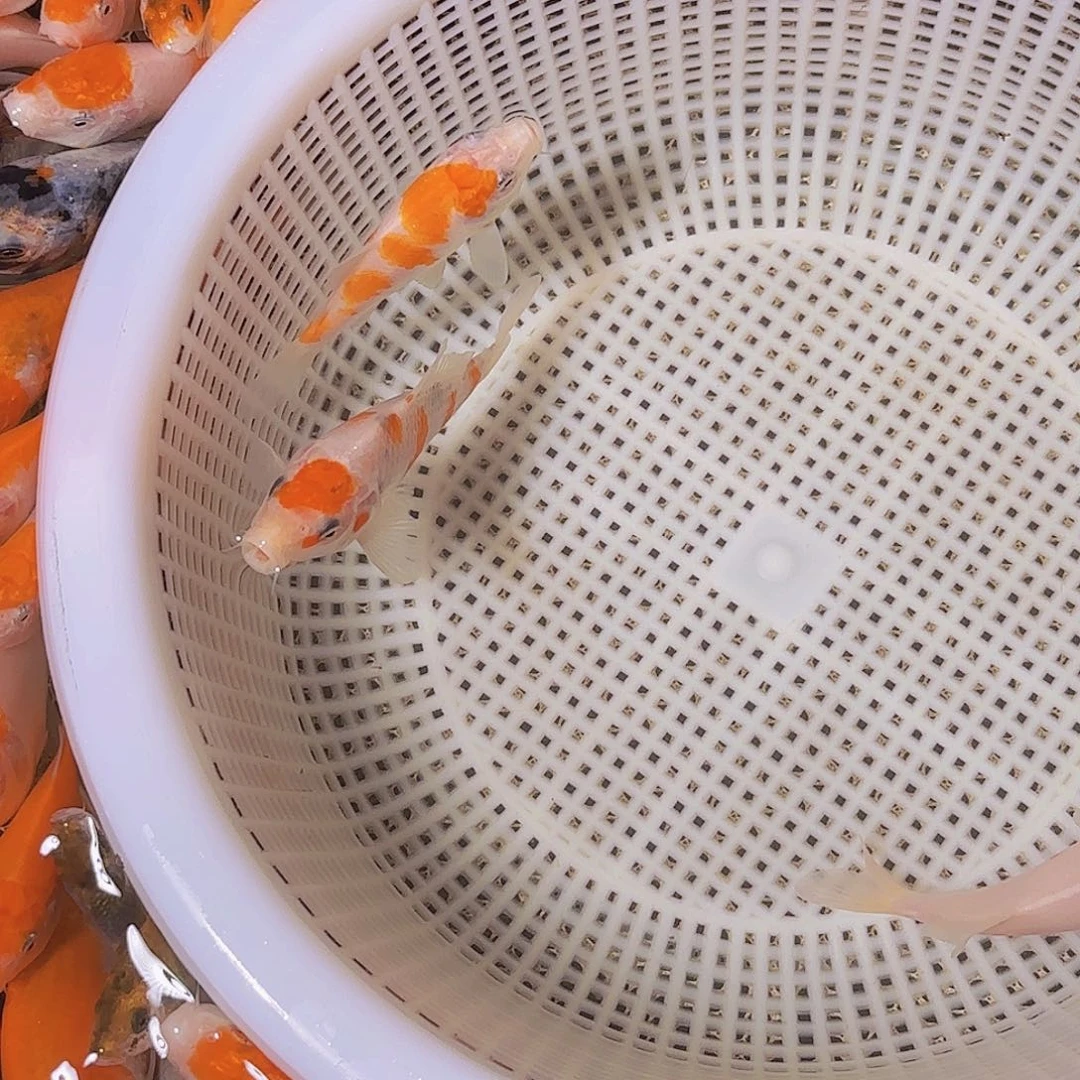 猪***侠海水锦鲤的故事是
