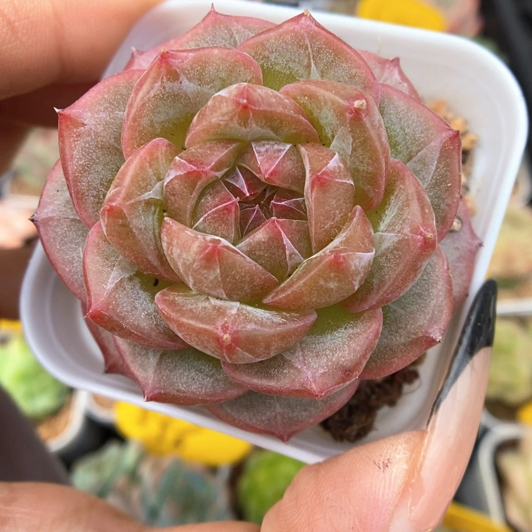 魅影珍妮可拍531号