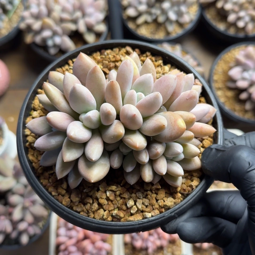 原始虞美人22222222222222