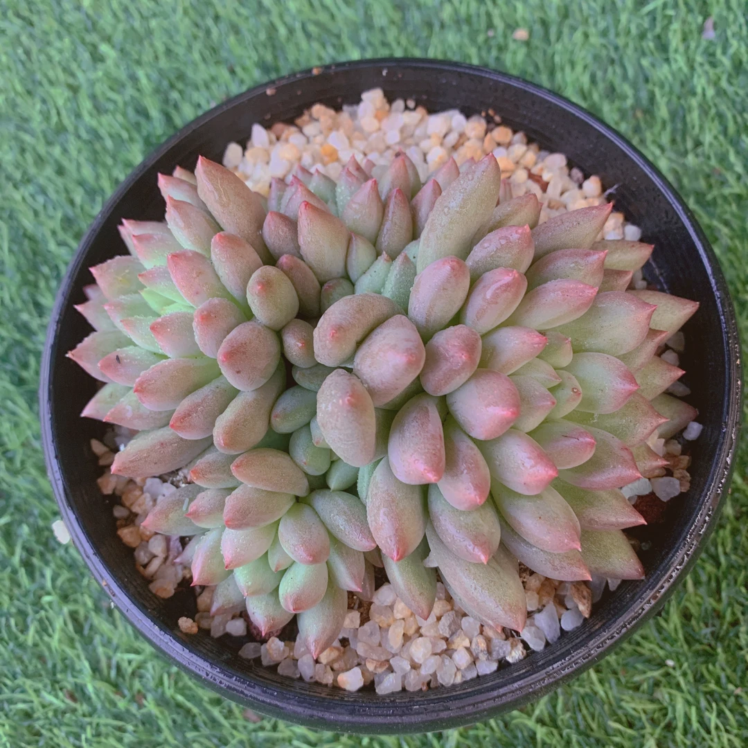 岩字群7-10CM【花界草堂】精品多肉阳台盆栽新手易养一单包邮