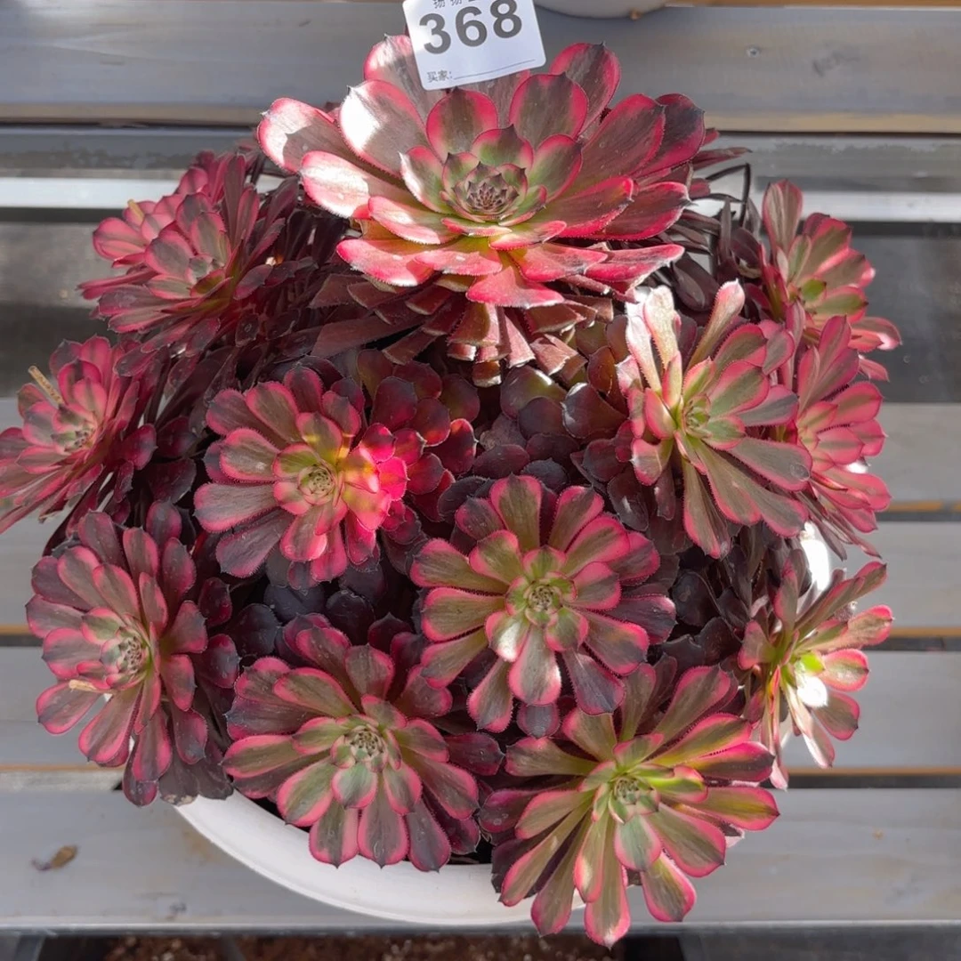 大*12345  368多肉法师