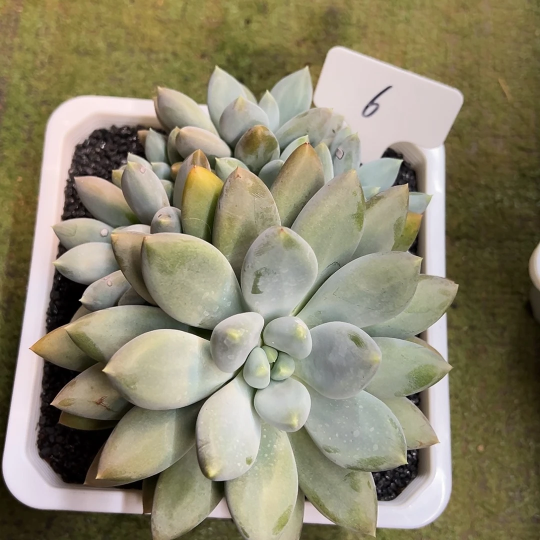 琳***肉6哥特萝莉一物一拍