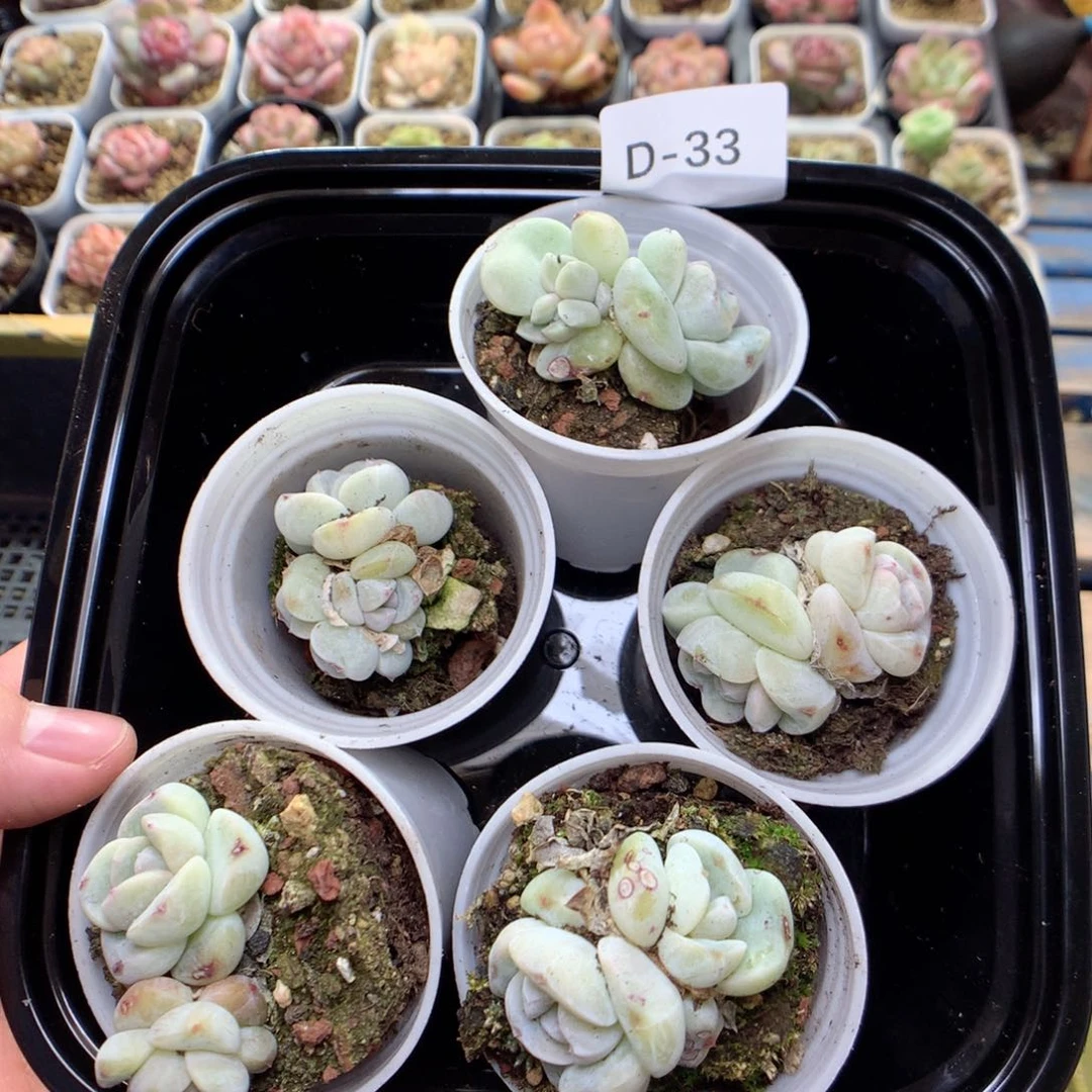 D33青提珍妮，柿子多肉20包邮，偏远地区不发货