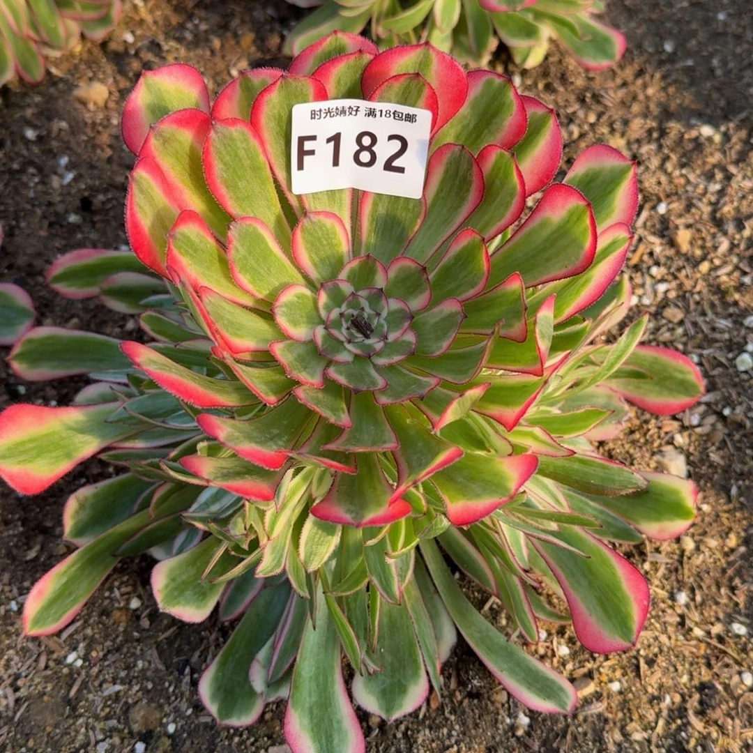 182粉铜多肉植物