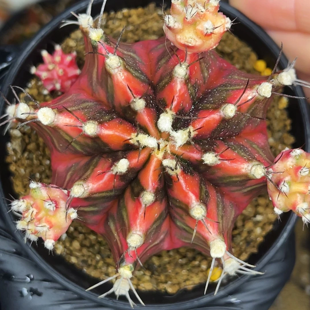 火焰 母本不出出侧