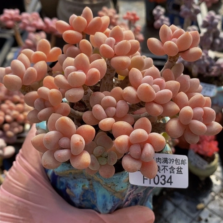 鱼子酱老桩10cm1034多肉