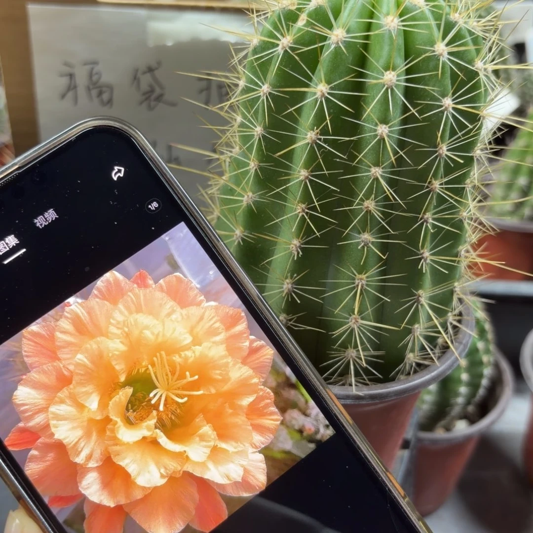 歪歪瑕疵虫咬毛花柱30元