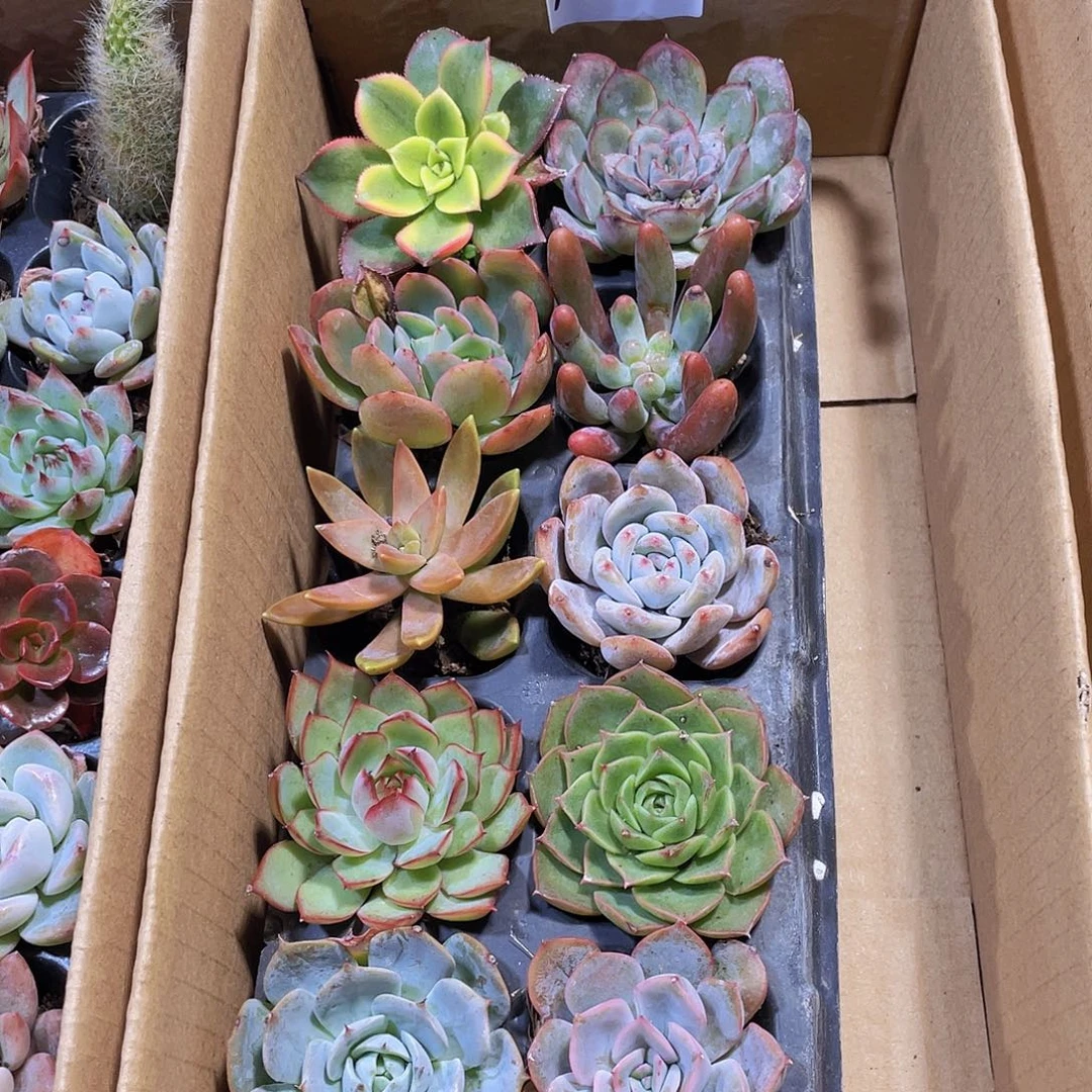 10颗-1号约4-5厘米