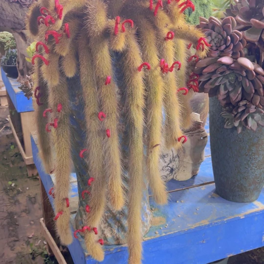 冉***姐多肉植物保护研究所所长