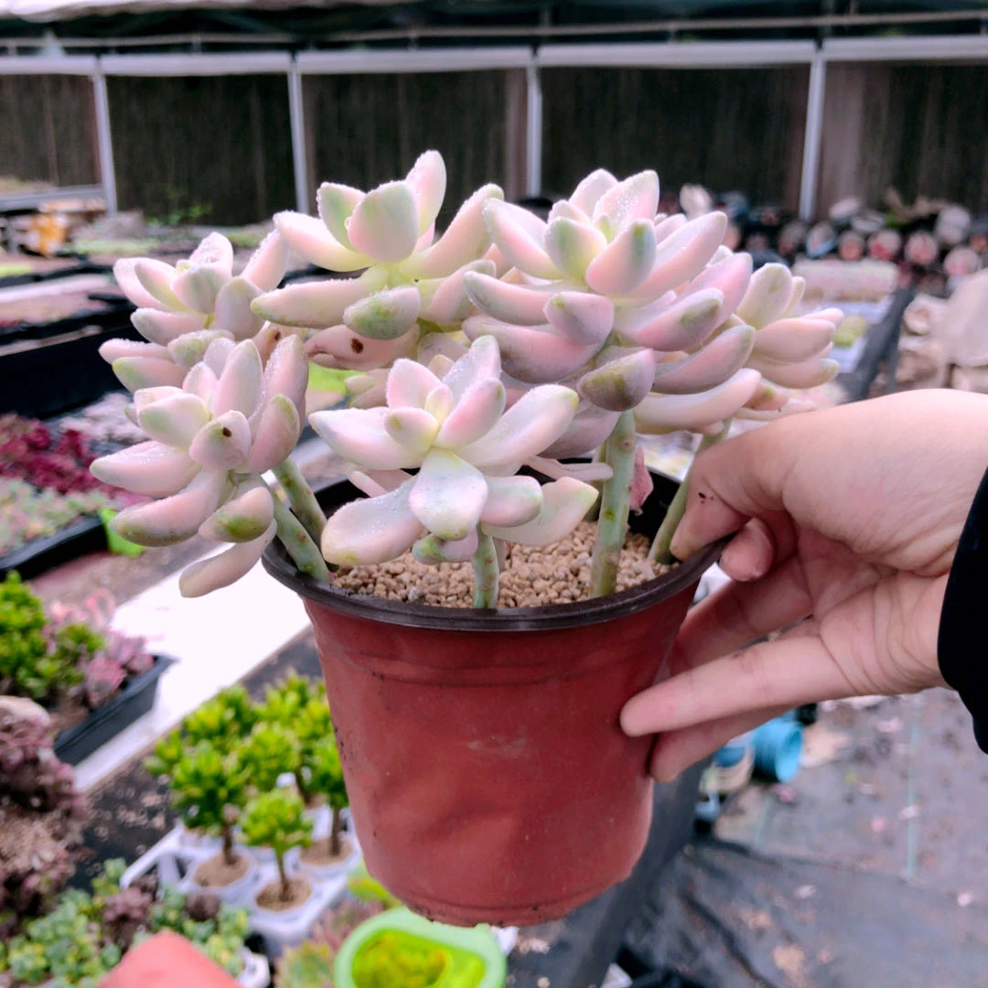 Y云南美杏锦散群多肉群生12-13厘米裸根老桩新手好养盆栽