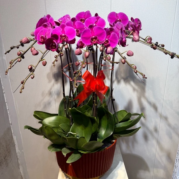 [大辣椒]青岛特级大辣椒蝴蝶兰10支带盆本地种植蝴蝶兰