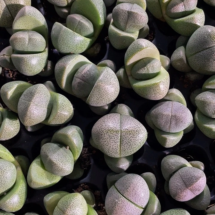 小绿元宝1.5带土发