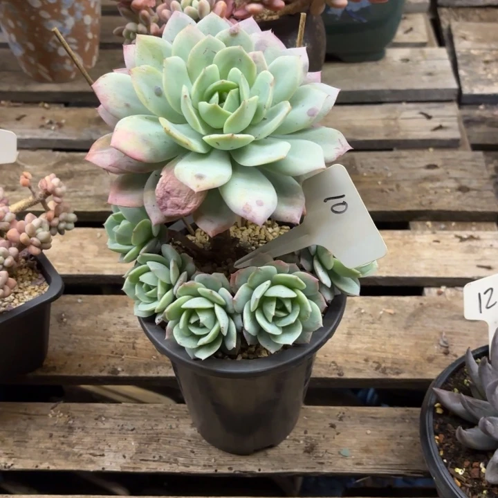 多肉植物，恋曲10号