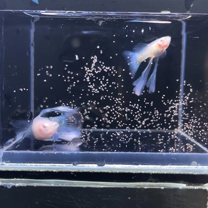 孔雀鱼蓝白绣球俩母76