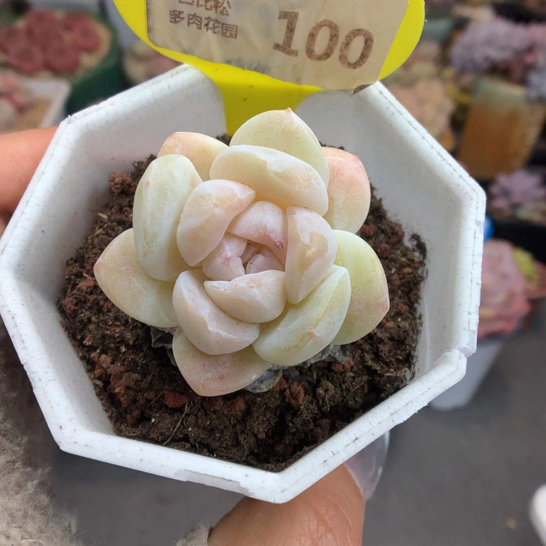 100粉白冰玉多肉植物