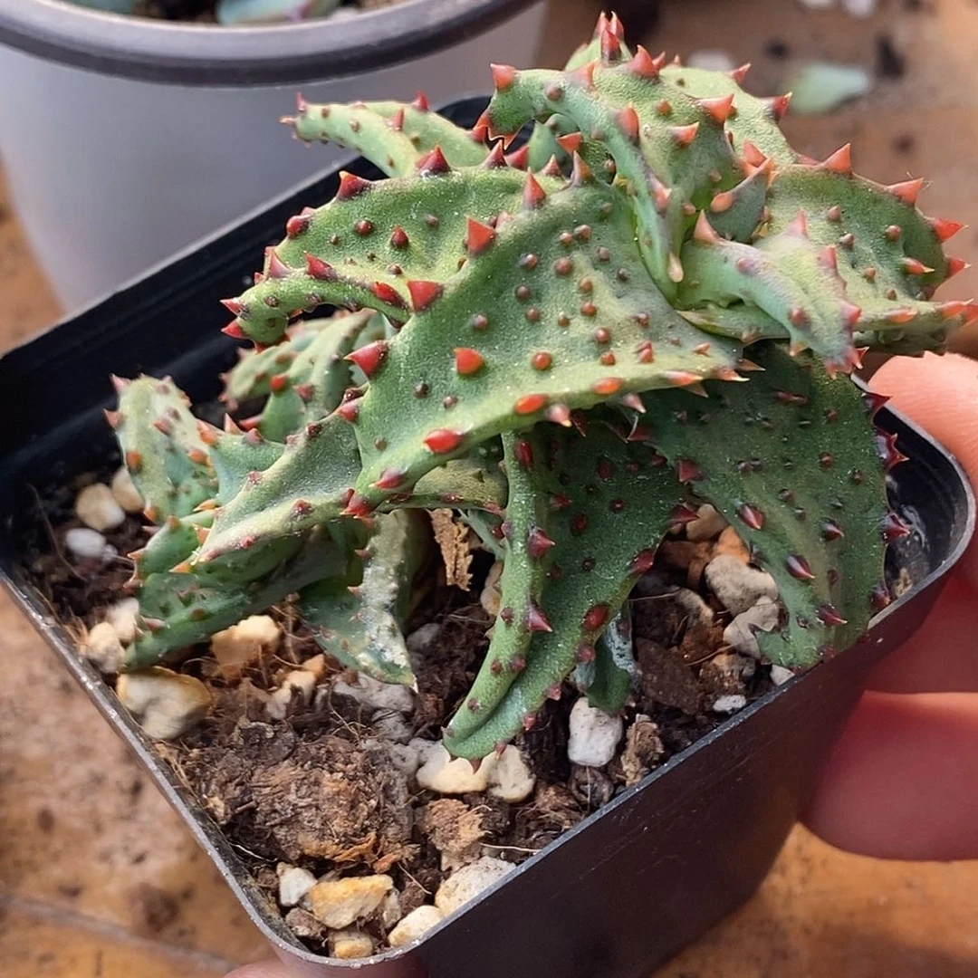 卡萨帝芦荟 小方花圃一物一拍