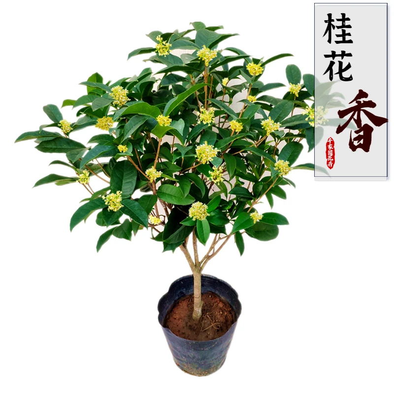 四季桂花盆栽树苗浓香型桂丹桂富贵花客厅阳台庭院绿植花卉带花苞