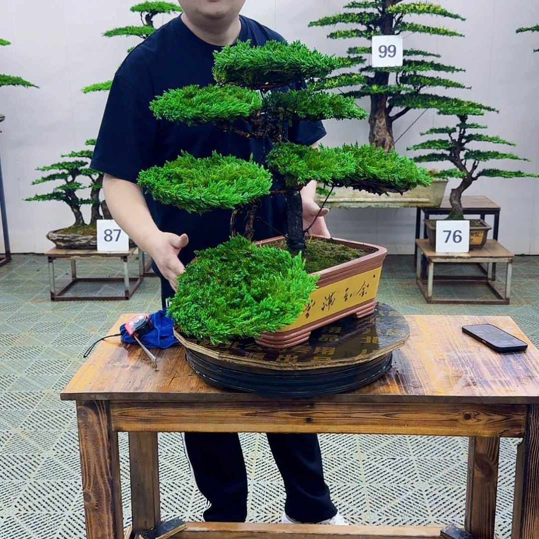 无花朵柏树造型盆景盆景