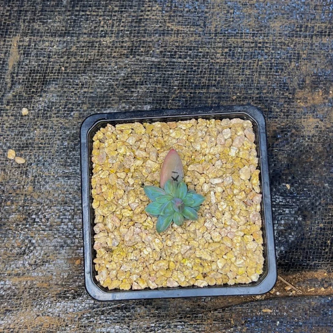 小***哥小明哥 雪1发货111