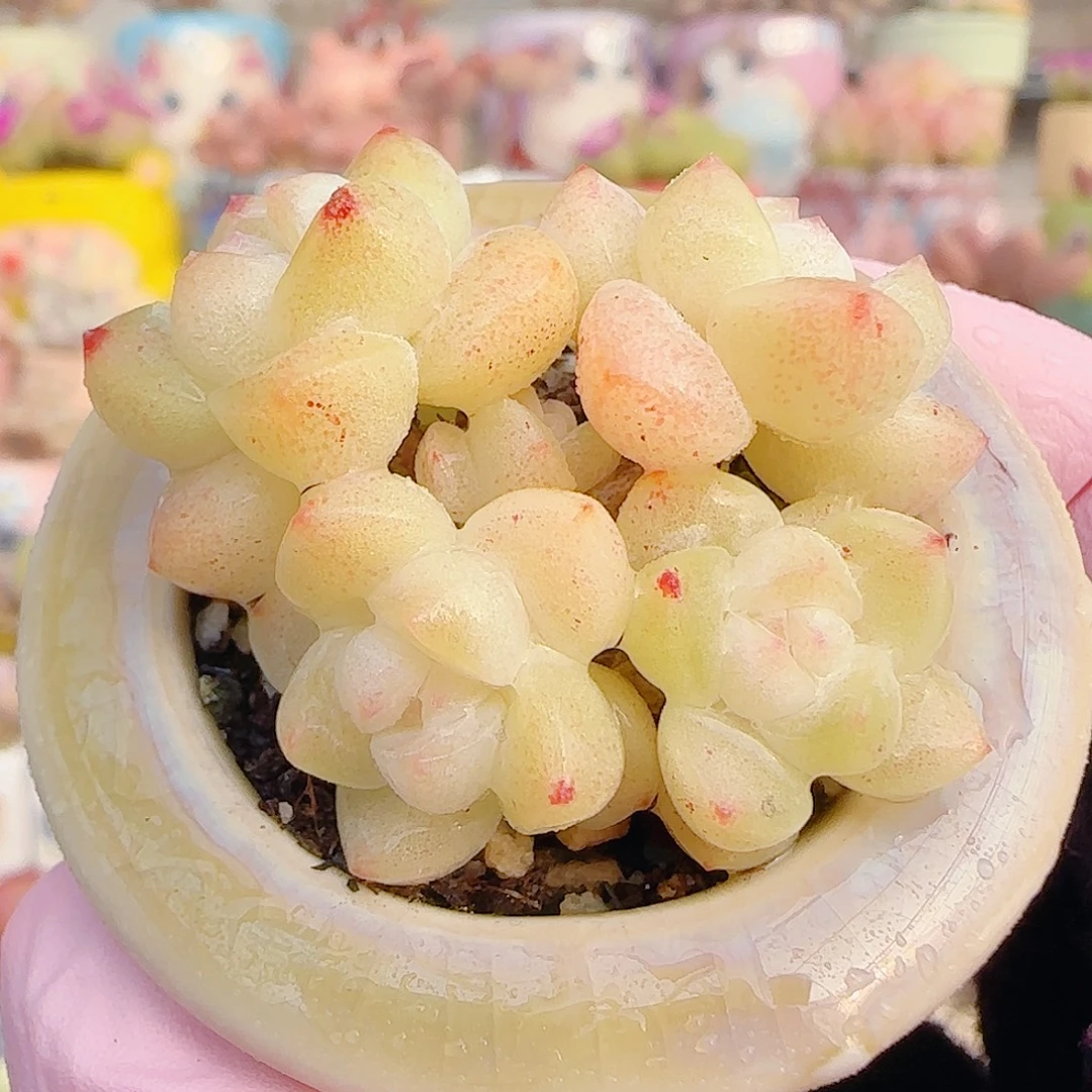 L  奶油冰玉 带盆