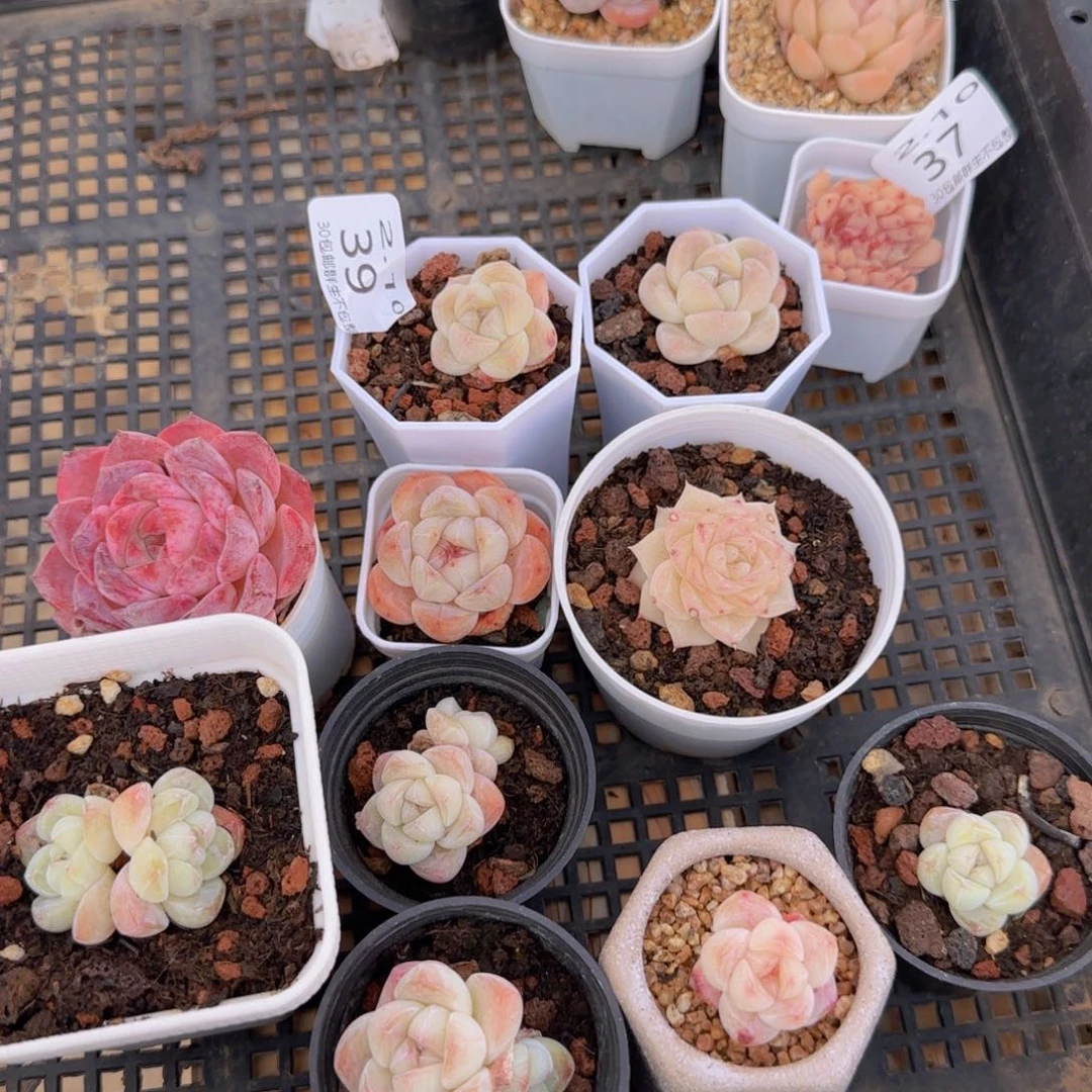 十颗脱土发货包邮