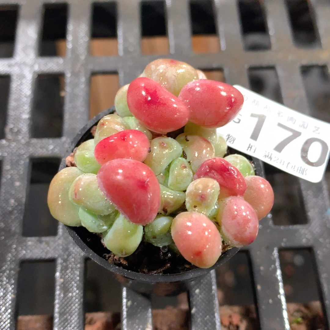 肉萌萌拇指盆精控多肉ZG170