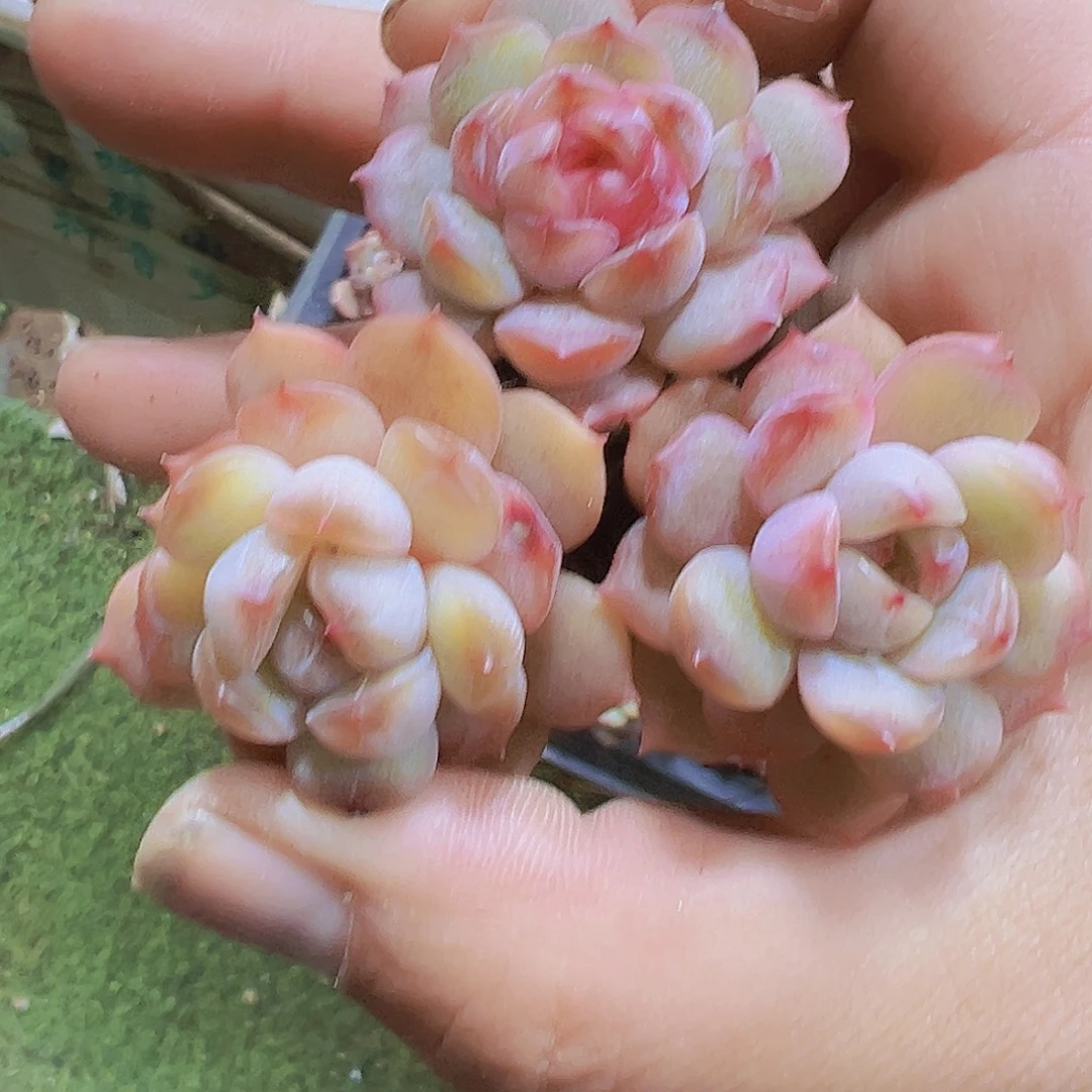 红恋苗3个19包邮多肉