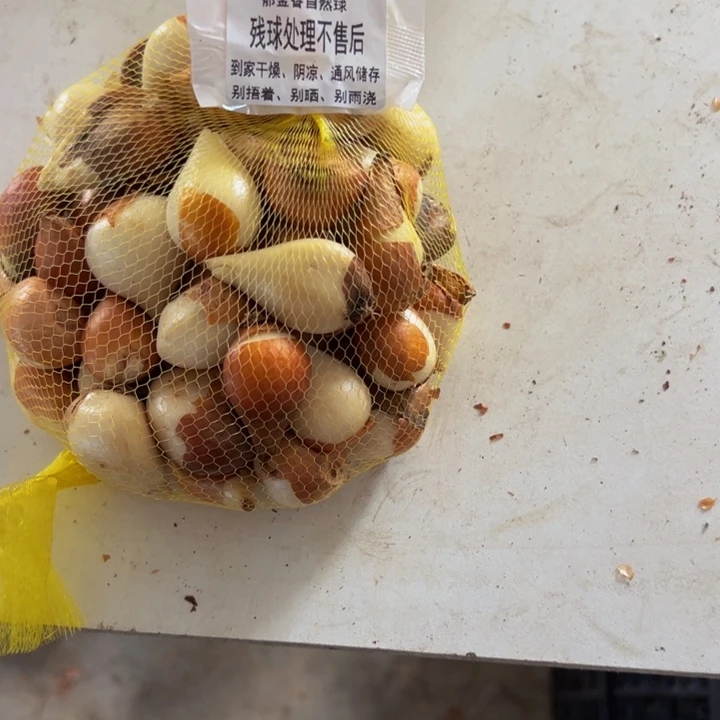 郁金香残次球处理不售后