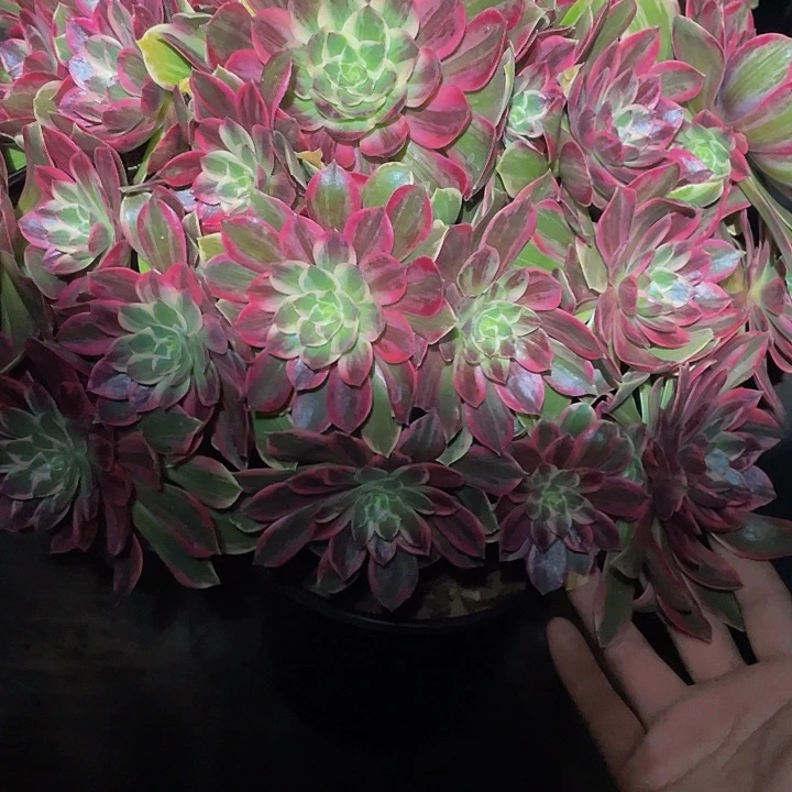 金*熊多肉法师412号浣纱发货不包损