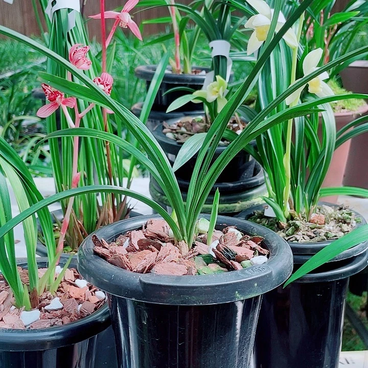 *****无花朵一物一漂亮开花