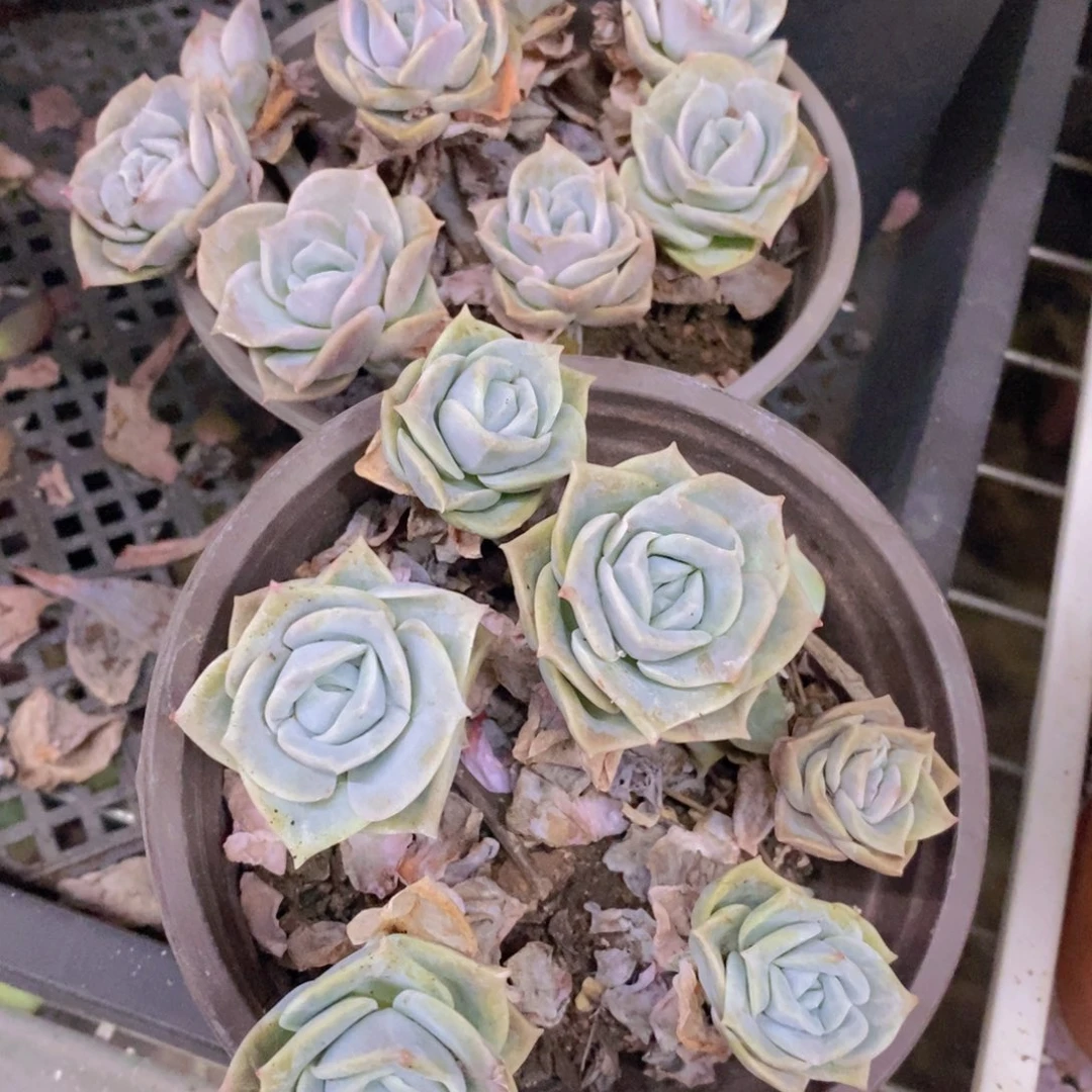 可爱玫瑰散装带盆土两盆
