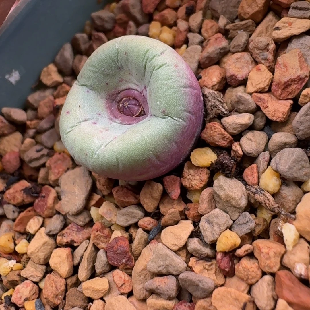 派****云缦精品番杏28.38